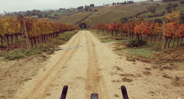 Gravel - Cycling through the vineyards